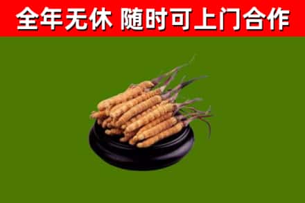 腾冲回收散虫草