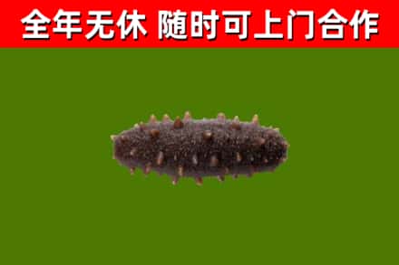 腾冲回收海参干